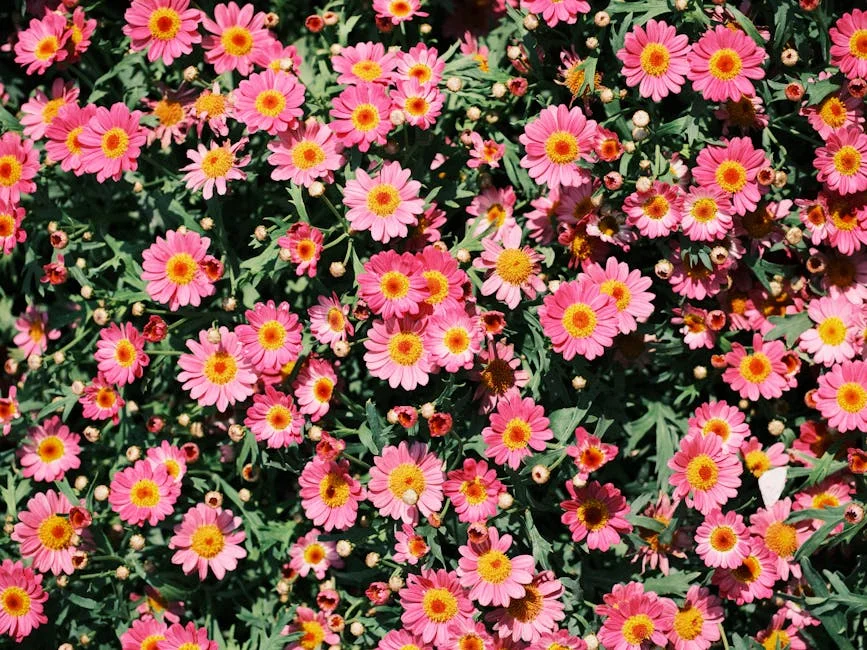 A lush display of vibrant pink daisies in full bloom, captured under bright sunlight outdoors. Perfect for nature enthusiasts.